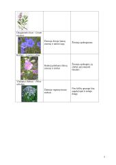Mokomosios praktikos ataskaita: gėlininkystė 5 puslapis