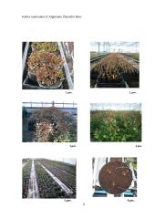 Praktikos ataskaita: A. Žemaičio gėlių ūkis 6 puslapis