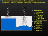 Sausinimas 12 puslapis
