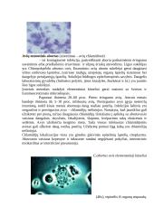 Gyvūnų chlamidiozė 3 puslapis