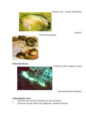 Gyvūnų chlamidiozė 5 puslapis