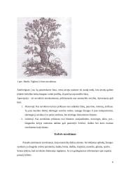 Suvokimo psichologija 5 puslapis