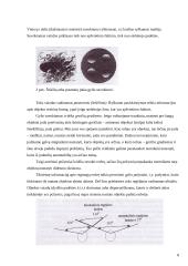 Suvokimo psichologija 7 puslapis