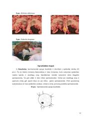 Apvaisinimas 12 puslapis