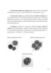 Apvaisinimas 13 puslapis
