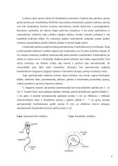 Apvaisinimas 7 puslapis