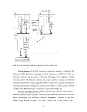 Baltymo biosintezė 11 puslapis