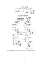 Baltymo biosintezė 6 puslapis