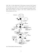 Baltymo biosintezė 9 puslapis