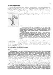 Braškės. Braškių istorinė ir botaninė reikšmė 16 puslapis