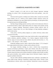 Daržovių maistinė vertė 4 puslapis