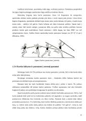 Geriausių Lietuvos šuolininkių su kartimi įsibėgėjimo greičių ir atsispyrimo technikos analizė 14 puslapis