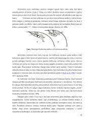 Geriausių Lietuvos šuolininkių su kartimi įsibėgėjimo greičių ir atsispyrimo technikos analizė 17 puslapis