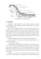 Geriausių Lietuvos šuolininkių su kartimi įsibėgėjimo greičių ir atsispyrimo technikos analizė 9 puslapis