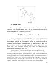 Jaunųjų futbolininkų koordinacinių gebėjimų kaita 20 puslapis