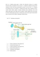 Fotografavimas 5 puslapis