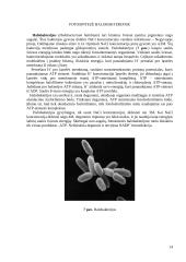 Fotosintezės charakteristika, fazės 14 puslapis