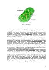 Fotosintezės charakteristika, fazės 9 puslapis