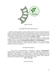 Fotosintezės charakteristika, fazės 10 puslapis