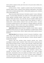 Malūnų pritaikymas Panevėžio apskrities turizmo plėtrai 5 puslapis