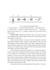 Vaistinio smidro introdukuotų veislių įvertinimas 14 puslapis