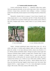 Vaistinio smidro introdukuotų veislių įvertinimas 6 puslapis