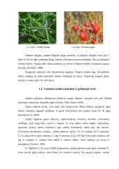 Vaistinio smidro introdukuotų veislių įvertinimas 7 puslapis