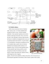 Išorinių atminčių sistema  - optiniai kaupikliai 10 puslapis