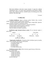 Kalbų rūšys 2 puslapis