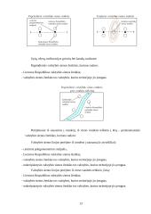 Lietuvos valstybės siena, jos nustatymas ir žymėjimas teritorinėje jūroje, vidaus vandenyse ir oro erdvėje 13 puslapis
