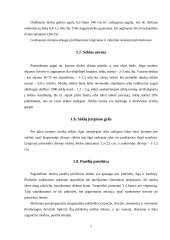 Morkos: rūšys, savybės 6 puslapis