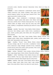 Morkos: rūšys, savybės 8 puslapis