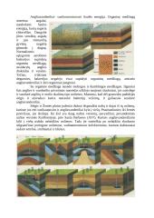 Nafta ir naftos žaliava 13 puslapis