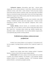 Nervų sistemos veikla 11 puslapis