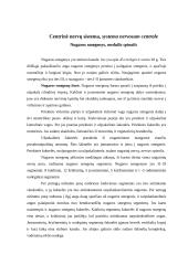 Nervų sistemos veikla 3 puslapis