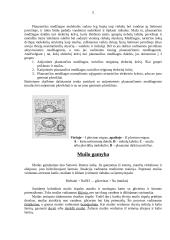 Sintetinių plovimo medžiagų poveikis gamtai 3 puslapis