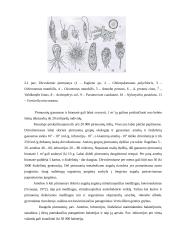 Dirvožemis ir dirvožemio biologija 16 puslapis