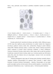 Dirvožemis ir dirvožemio biologija 18 puslapis