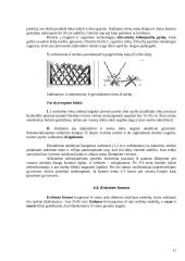 Medžių genėjimo darbai 11 puslapis
