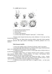 Medžių genėjimo darbai 12 puslapis