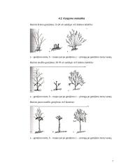 Medžių genėjimo darbai 7 puslapis