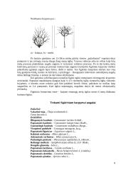 Medžių genėjimo darbai 8 puslapis