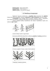 Medžių genėjimo darbai 9 puslapis