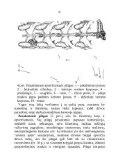 Plūgai ir dirvos apdirbimas 6 puslapis