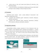 Tuberkuliozė. Tuberkuliozės mikobakterija (Mycobacterium tuberculosis) 13 puslapis