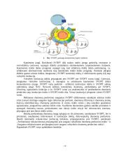 Žinybinio tinklo valdymas 3 puslapis