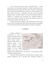 Žmonių ligas sukeliantys grybai 4 puslapis