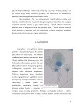 Žmonių ligas sukeliantys grybai 6 puslapis