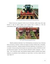 Bulvių kaupimo – purškimo agregatas 13 puslapis