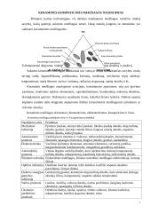 Keramika ir keraminės medžiagos 7 puslapis